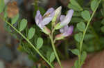 Englemann's milkvetch